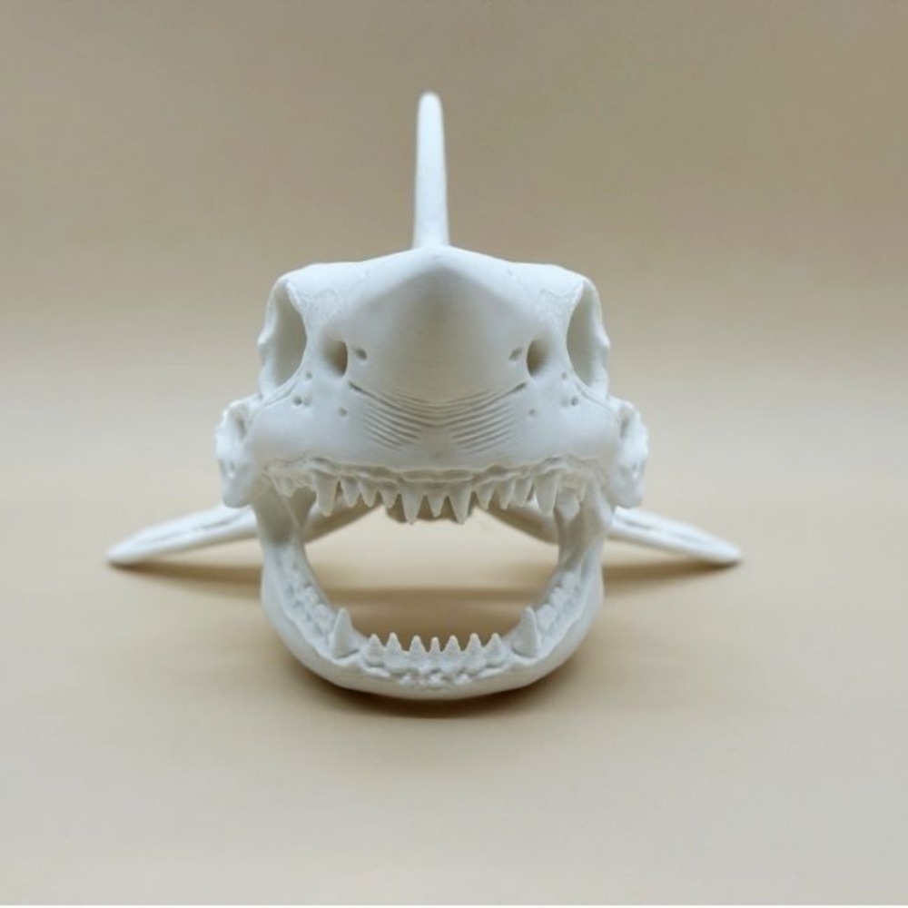 Cráneo de Tiburón Impreso en 3 - Aquarium Fish Shark reseña y precio