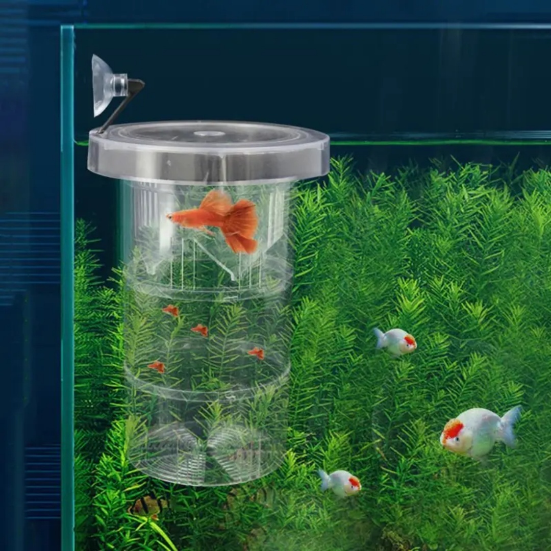 Caja de aislamiento flotante d - Aquarium Fish Cave reseña y precio